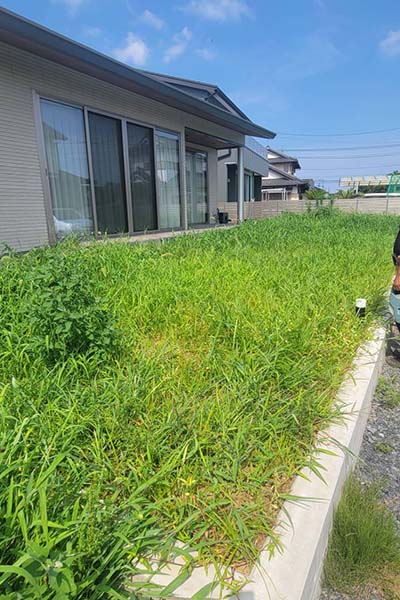草刈り前